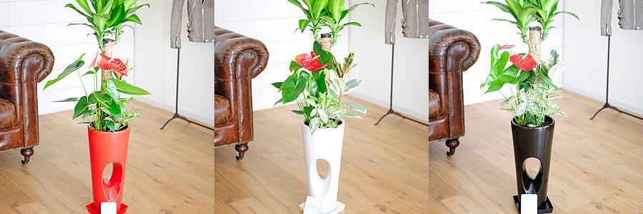 観葉植物のギフトやプレゼントを全国に宅配 贈り物の観葉植物はビジネスフラワー 観葉植物のギフトやプレゼントを全国に宅配 贈り物の観葉植物はビジネスフラワー