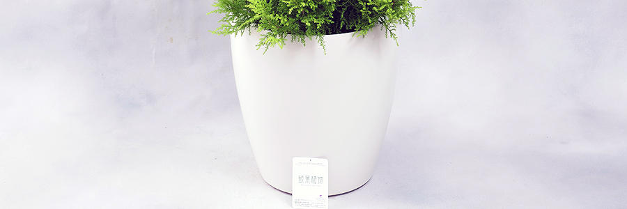 観葉植物・白丸鉢