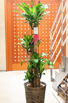観葉植物のギフトやプレゼントを全国に宅配 贈り物の観葉植物はビジネスフラワー