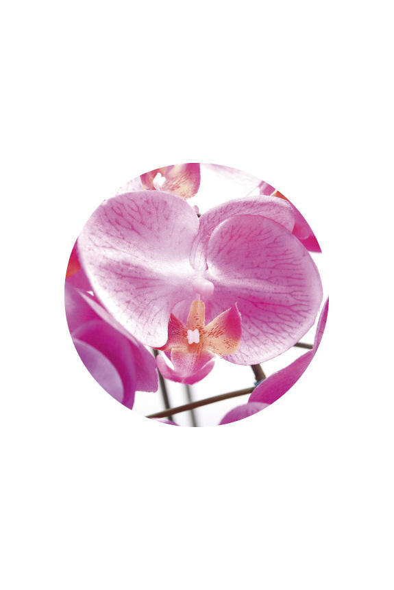 <p>リアリティを追求した胡蝶蘭の高級造花アート・アレンジメント<br />
</p>