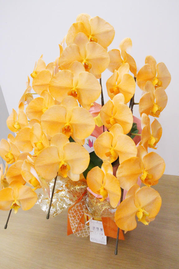 <p>特殊加工でオレンジに染まったカラー胡蝶蘭彩（irodori）は、開店祝い、就任祝い、周年祝いなど、様々なシーンで活躍するお祝い花です。</p>