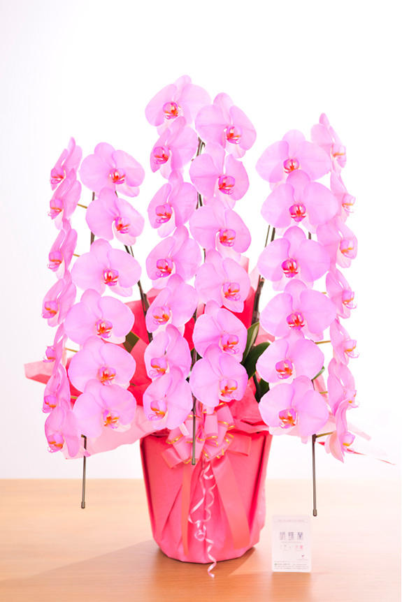 <p>特殊加工でピンクに染まったカラー胡蝶蘭彩（irodori）は、開店祝い、就任祝い、周年祝いなど、様々なシーンで活躍するお祝い花です。</p>