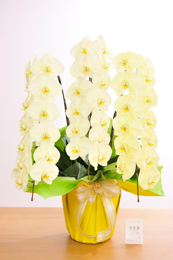 <p>特殊加工で黄色に染まったカラー胡蝶蘭彩（irodori）は、開店祝い、就任祝い、周年祝いなど、様々なシーンで活躍するお祝い花です。</p>