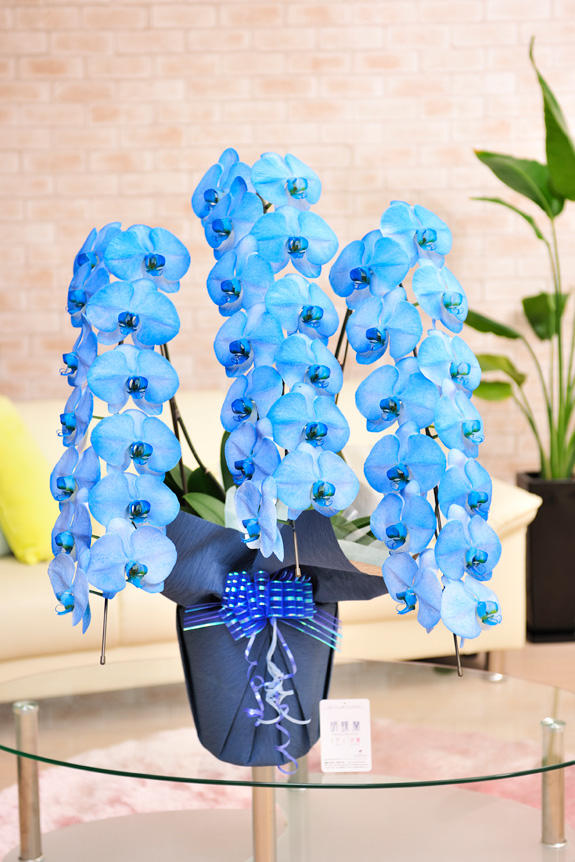 祝い花と供花の専門店ビジネスフラワー 胡蝶蘭アレンジ お花のアレンジ 祝い花と供花の専門店ビジネスフラワー 胡蝶蘭アレンジ お花のアレンジ
