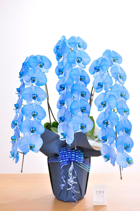 <p>特殊加工で青に染まったカラー胡蝶蘭彩（irodori）は、開店祝い、就任祝い、周年祝いなど、様々なシーンで活躍するお祝い花です。</p>
