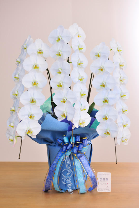 <p>特殊加工で空色に染まったカラー胡蝶蘭彩（irodori）は、開店祝い、就任祝い、周年祝いなど、様々なシーンで活躍するお祝い花です。</p>