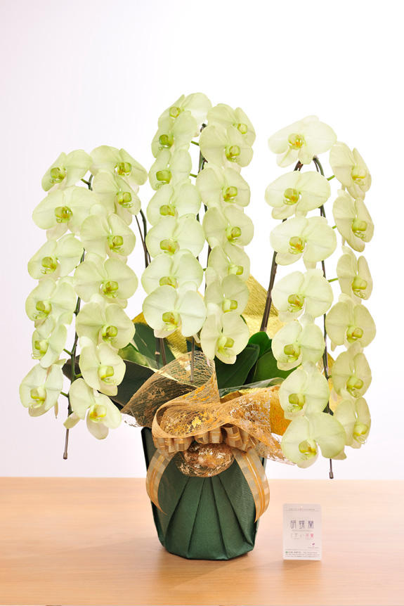 <p>特殊加工で緑に染まったカラー胡蝶蘭彩（irodori）は、開店祝い、就任祝い、周年祝いなど、様々なシーンで活躍するお祝い花です。</p>
