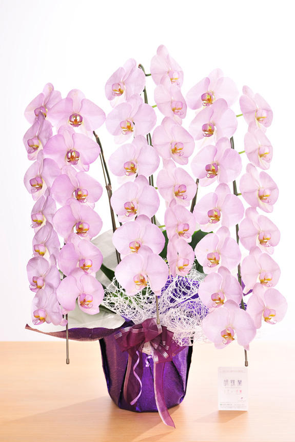 <p>特殊加工で紫に染まったカラー胡蝶蘭彩（irodori）は、開店祝い、就任祝い、周年祝いなど、様々なシーンで活躍するお祝い花です。</p>
