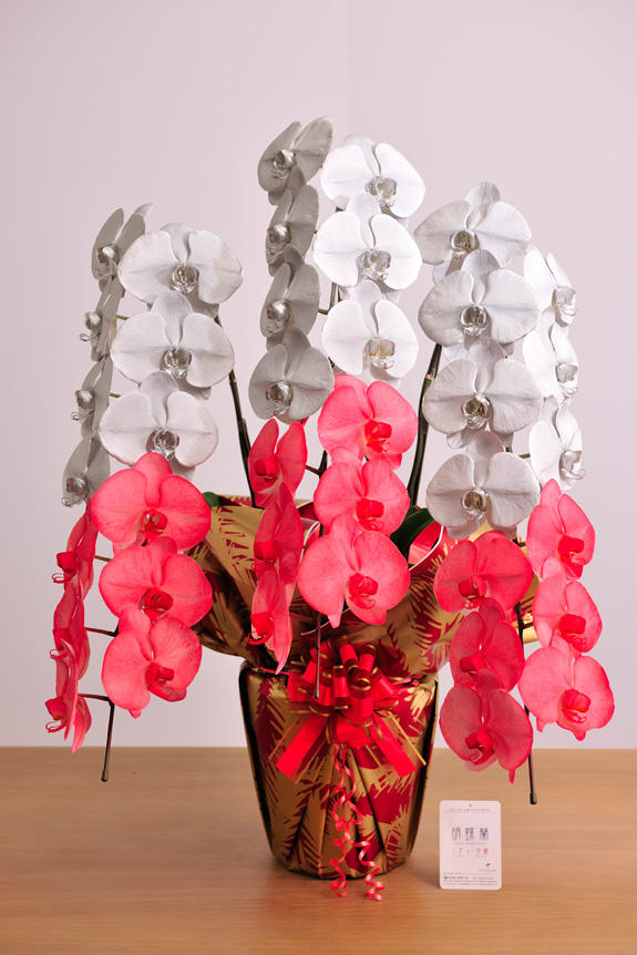 <p>特殊加工でシルバー＆真紅に染まったカラー胡蝶蘭彩（irodori）は、開店祝い、就任祝い、周年祝いなど、様々なシーンで活躍するお祝い花です。</p>