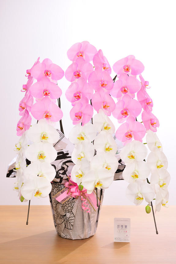 <p>特殊加工で染まった2色のカラー胡蝶蘭彩（irodori）は、開店祝い、就任祝い、周年祝いなど、様々なシーンで活躍するお祝い花です。</p>
