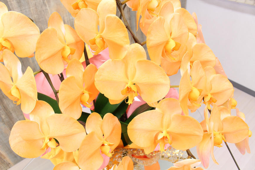 <p>珍しいお色の胡蝶蘭はギフト・贈り物に人気です。</p>