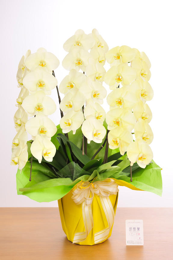 <p>特殊加工で黄色に染まったカラー胡蝶蘭彩（irodori）は、開店祝い、就任祝い、周年祝いなど、様々なシーンで活躍するお祝い花です。</p>