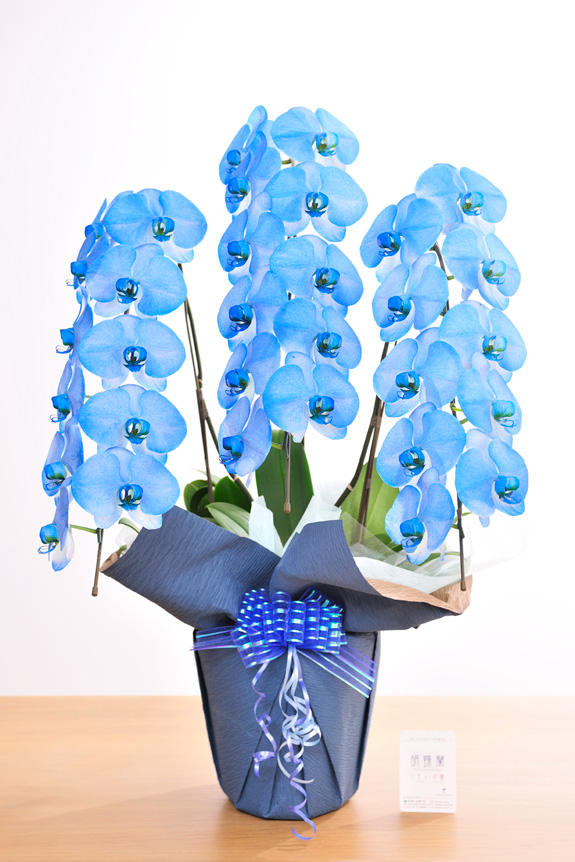 <p>特殊加工で青色に染まったカラー胡蝶蘭彩（irodori）は、開店祝い、就任祝い、周年祝いなど、様々なシーンで活躍するお祝い花です。</p>