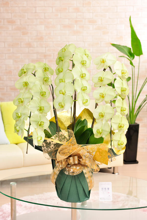 カラー胡蝶蘭 彩 Irodori 3本立30輪以上 緑 祝い花と供花の販売 ネットの花屋 ビジネスフラワー