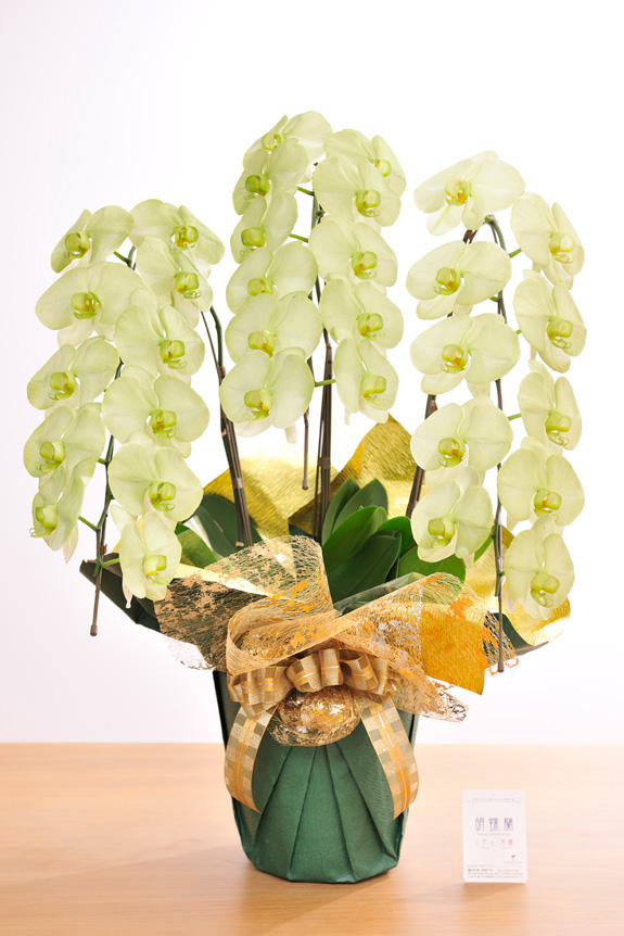 <p>特殊加工で緑色に染まったカラー胡蝶蘭彩（irodori）は、開店祝い、就任祝い、周年祝いなど、様々なシーンで活躍するお祝い花です。</p>