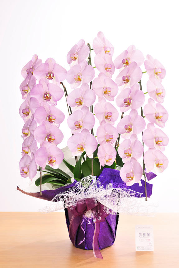 <p>特殊加工で紫色に染まったカラー胡蝶蘭彩（irodori）は、開店祝い、就任祝い、周年祝いなど、様々なシーンで活躍するお祝い花です。</p>