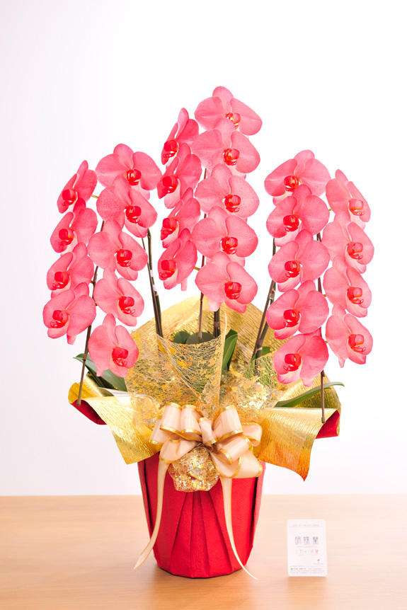 <p>特殊加工で真紅に染まったカラー胡蝶蘭彩（irodori）は、開店祝い、就任祝い、周年祝いなど、様々なシーンで活躍するお祝い花です。</p>