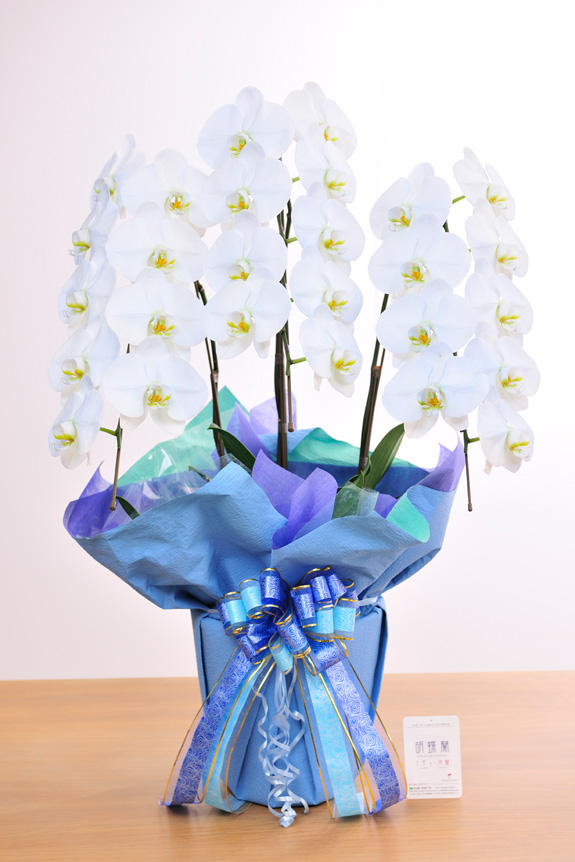 <p>特殊加工で染まったカラー胡蝶蘭彩（irodori）は、開店祝い、就任祝い、周年祝いなど、様々なシーンで活躍するお祝い花です。</p>