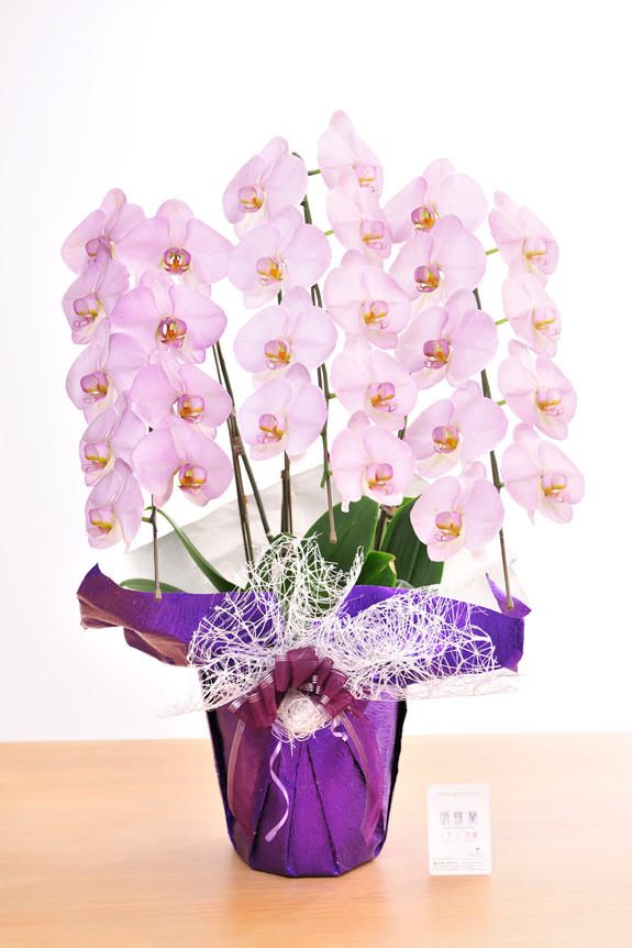 <p>特殊加工で紫色に染まったカラー胡蝶蘭彩（irodori）は、開店祝い、就任祝い、周年祝いなど、様々なシーンで活躍するお祝い花です。</p>