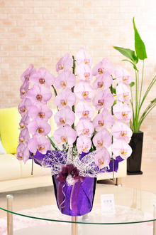 カラー供花胡蝶蘭　彩 - irodori -　3本立30輪以上（紫）