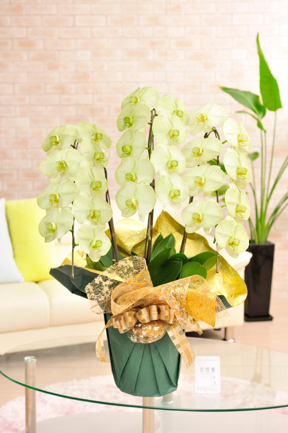 祝い花と供花の専門店ビジネスフラワー カラー供花胡蝶蘭 彩 Irodori 3本立24輪以上 緑