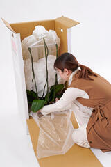<p>胡蝶蘭は厳重梱包の宅配でお届けしております。ご安心ください。</p>