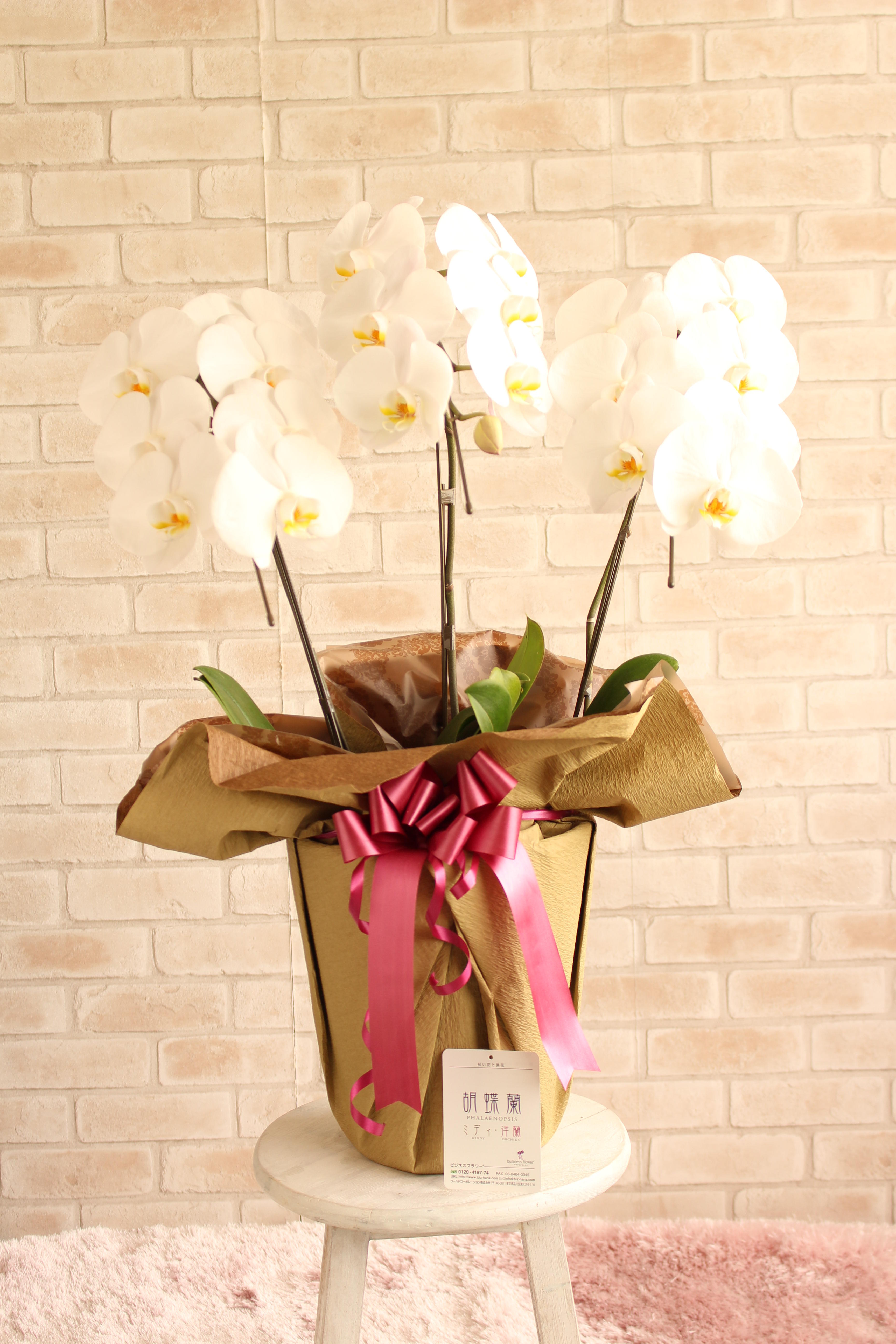 胡蝶蘭3本立（白） 1万円コース（18～21輪程度） ｜ 祝い花と供花の販売 ネットの花屋 ビジネスフラワー®