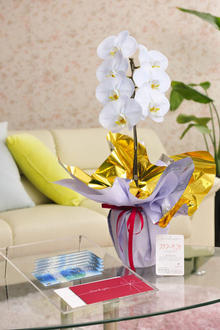 花とギフトのセット　選べる花色のカラー胡蝶蘭　彩 - irodori -　1本立（寒色系）と商品券（VJAギフトカード5,000円分）