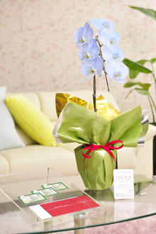 花とギフトのセット　選べる花色のカラー胡蝶蘭　彩 - irodori -　1本立（寒色系）と商品券（図書カード3,000円分）