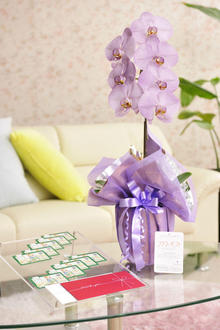 花とギフトのセット　選べる花色のカラー胡蝶蘭　彩 - irodori -　1本立（寒色系）と商品券（図書カード10,000円分）