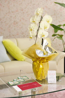 花とギフトのセット　選べる花色のカラー胡蝶蘭　彩 - irodori -　1本立（暖色系）と商品券（図書カード3,000円分）