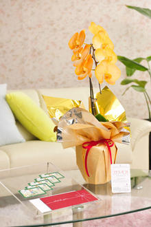 花とギフトのセット　選べる花色のカラー胡蝶蘭　彩 - irodori -　1本立（暖色系）と商品券（図書カード5,000円分）