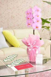 花とギフトのセット　選べる花色のカラー胡蝶蘭　彩 - irodori -　1本立（暖色系）と商品券（図書カード10,000円分）