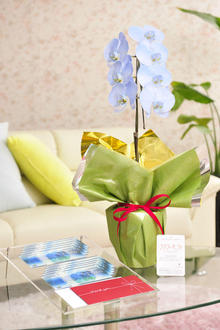 花とギフトのセット　選べる花色のカラー胡蝶蘭　彩 - irodori -　1本立（寒色系）と商品券（VJAギフトカード10,000円分）
