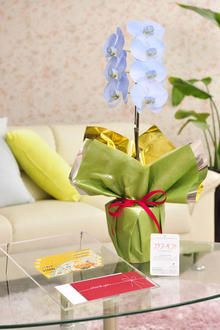 花とギフトのセット　選べる花色のカラー胡蝶蘭　彩 - irodori -　1本立（寒色系）と商品券（こども商品券3,000円分）
