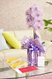 花とギフトのセット　選べる花色のカラー胡蝶蘭　彩 - irodori -　1本立（寒色系）と商品券（こども商品券10,000円分）