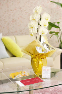 花とギフトのセット　選べる花色のカラー胡蝶蘭　彩 - irodori -　1本立（暖色系）と商品券（こども商品券3,000円分）