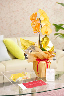 花とギフトのセット　選べる花色のカラー胡蝶蘭　彩 - irodori -　1本立（暖色系）と商品券（こども商品券5,000円分）