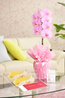 花とギフトのセット　選べる花色のカラー胡蝶蘭　彩 - irodori -　1本立（暖色系）と商品券（こども商品券10,000円分）