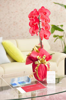 花とギフトのセット　選べる花色のカラー胡蝶蘭　彩 - irodori -　1本立（暖色系）と商品券（VJAギフトカード5,000円分）