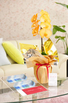 花とギフトのセット　選べる花色のカラー胡蝶蘭　彩 - irodori -　1本立（暖色系）と商品券（VJAギフトカード10,000円分）