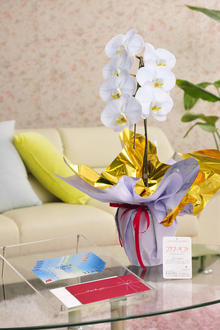 花とギフトのセット　選べる花色のカラー胡蝶蘭　彩 - irodori -　1本立（寒色系）と商品券（JTB旅行券5,000円分）