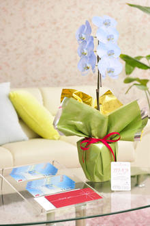 花とギフトのセット　選べる花色のカラー胡蝶蘭　彩 - irodori -　1本立（寒色系）と商品券（JTB旅行券10,000円分）