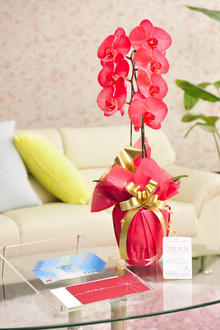 花とギフトのセット　選べる花色のカラー胡蝶蘭　彩 - irodori -　1本立（暖色系）と商品券（JTB旅行券5,000円分）