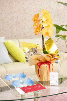 花とギフトのセット　選べる花色のカラー胡蝶蘭　彩 - irodori -　1本立（暖色系）と商品券（JTB旅行券10,000円分）