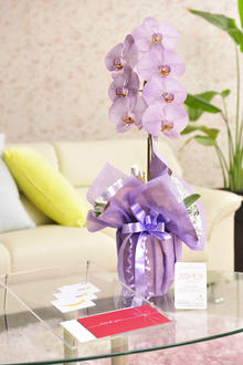 花とギフトのセット　選べる花色のカラー胡蝶蘭　彩 - irodori -　1本立（寒色系）と商品券（Amazonギフト券3,000円分）