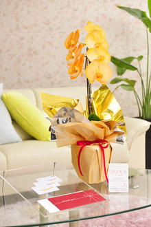 花とギフトのセット　選べる花色のカラー胡蝶蘭　彩 - irodori -　1本立（暖色系）と商品券（Amazonギフト券3,000円分）