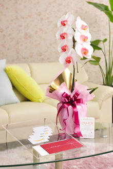 花とギフトのセット　選べる花色のカラー胡蝶蘭　彩 - irodori -　1本立（暖色系）と商品券（Amazonギフト券5,000円分）