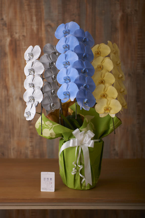 <p>特殊加工で染まったカラー胡蝶蘭彩（irodori）は、開店祝い、就任祝い、周年祝いなど、様々なシーンで活躍するお祝い花です。</p>