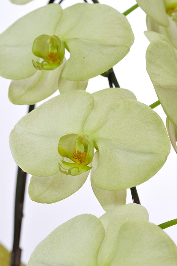 人気沸騰 上品に色づく緑色が大人びた雰囲気のワンランク上の祝い花 カラー胡蝶蘭 彩 Irodori 5本立60輪以上 緑 生花 Oyostate Gov Ng